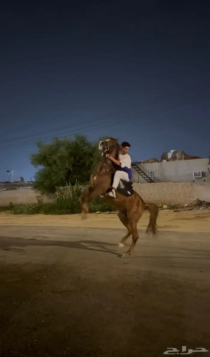 حصان عربي ب اوراق 1