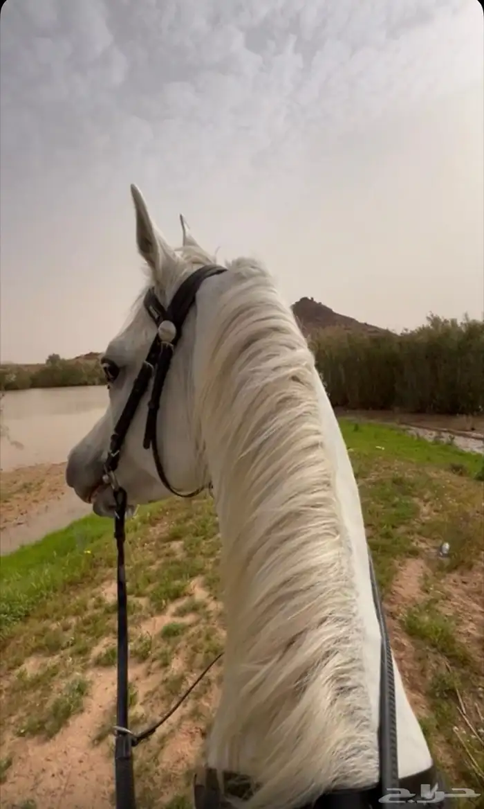 حصان بطل 4