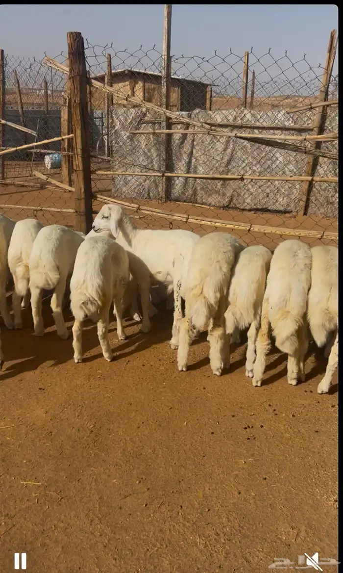 طليان حريات 2