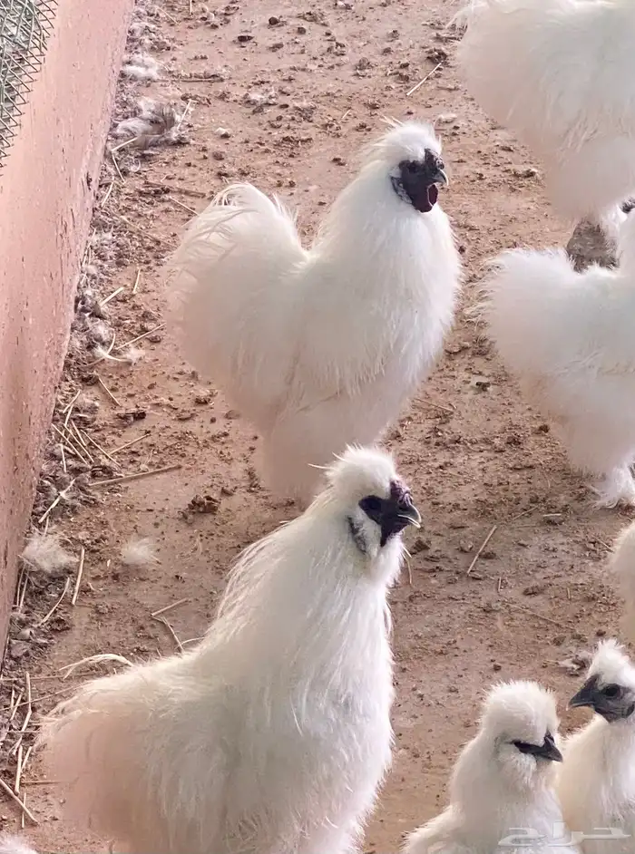 دجاج قطني ( سلكي ) بيور اصلي 5