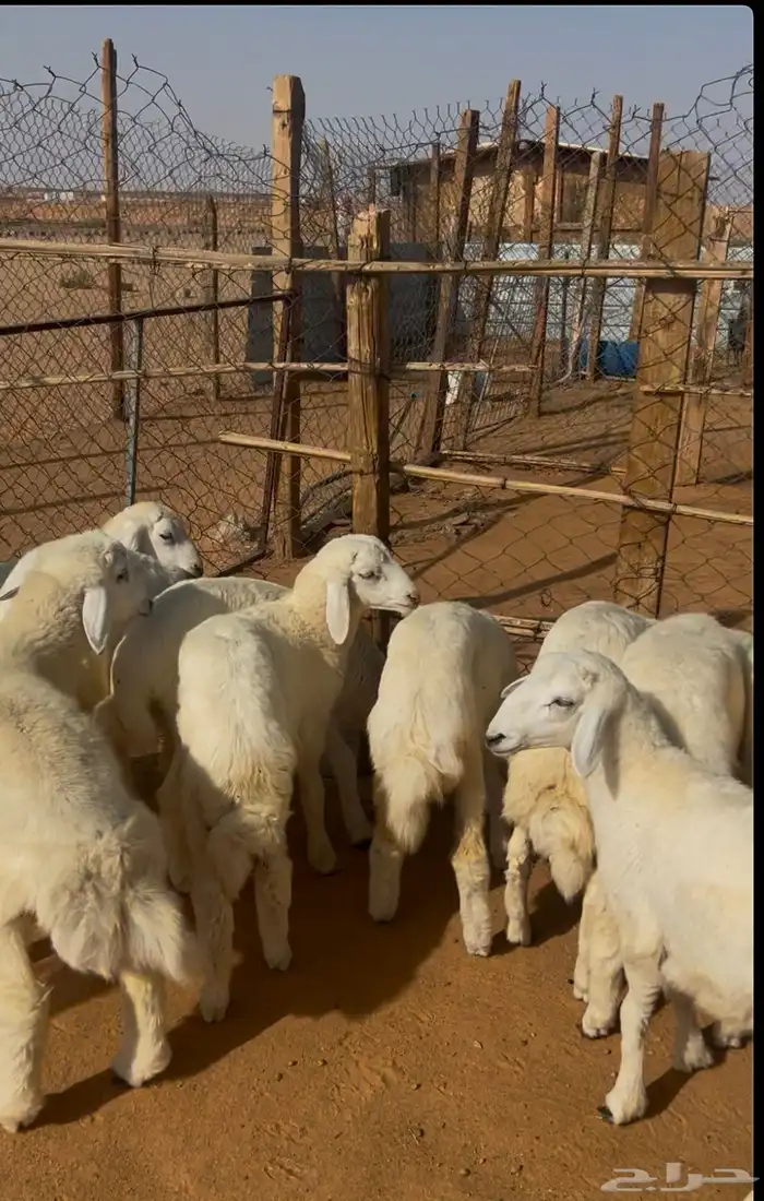 طليان حريات 1