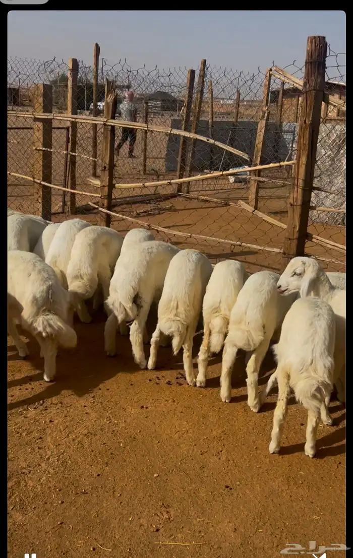 طليان حريات 3