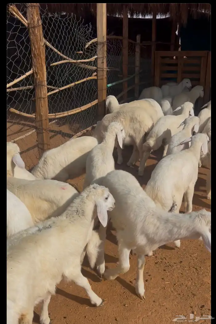 طليان حريات 0