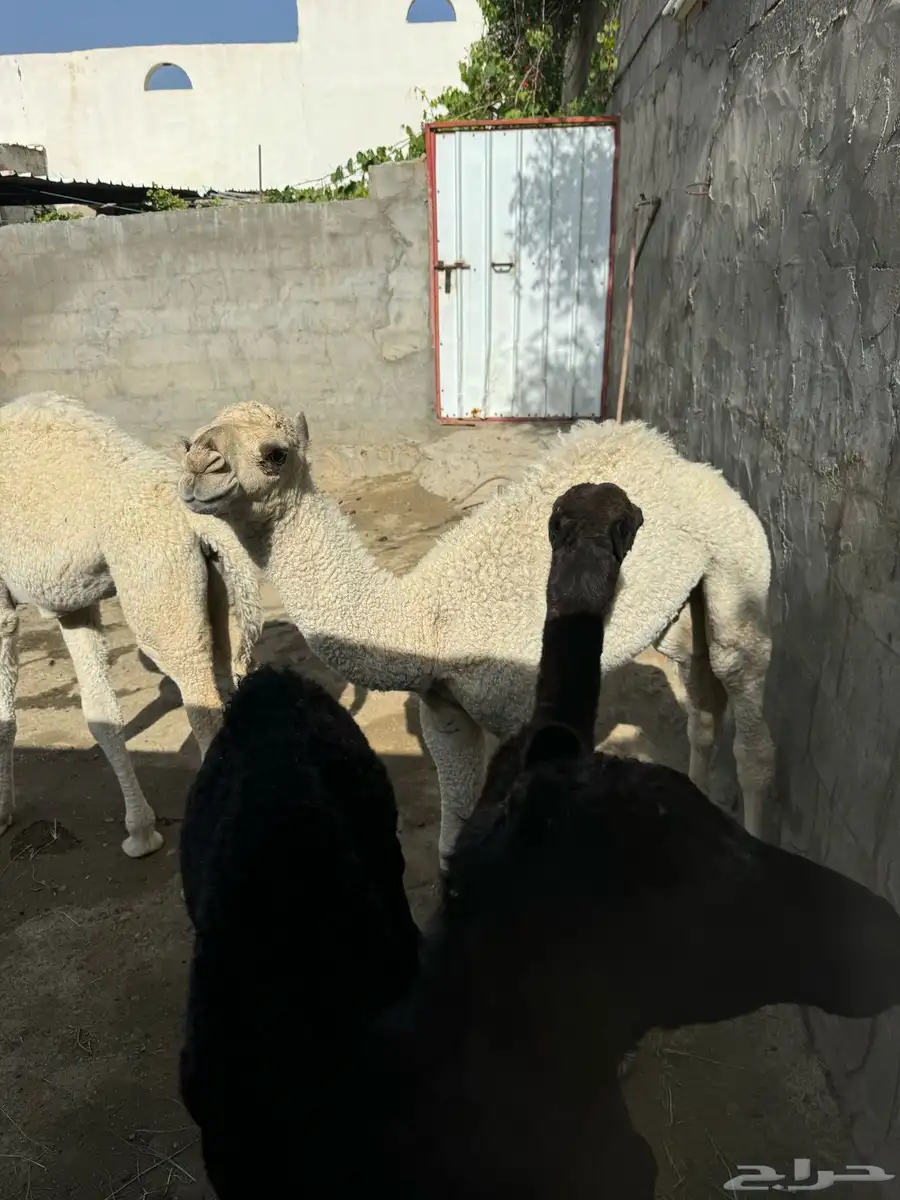 حشوان للبيع 2
