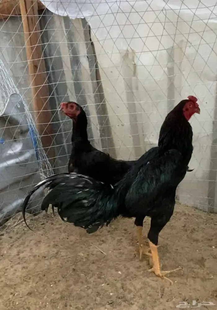 دجاج 2