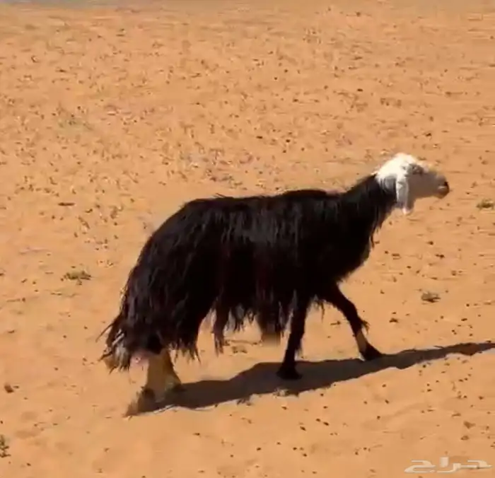 نجديه طيبه مضرع 4 شهور سن رديد شبب 0