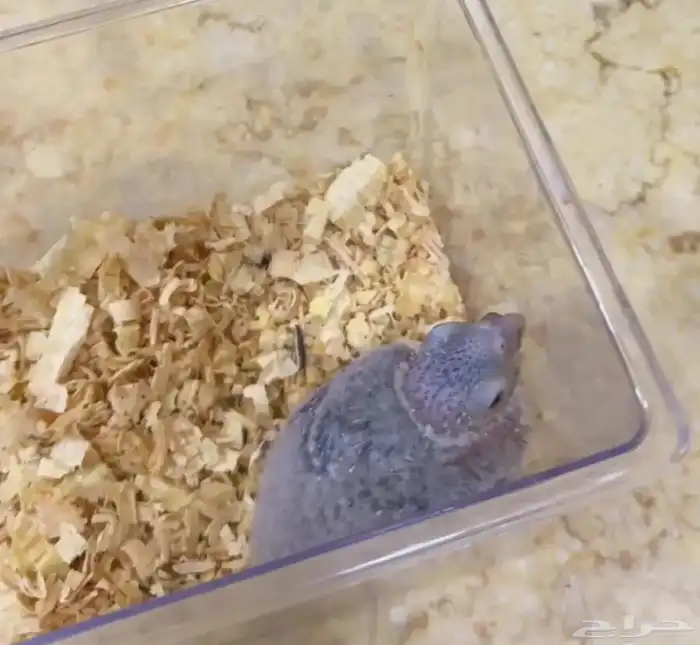 فرخين أناناس رد فاكتور لمحبي التربية 0