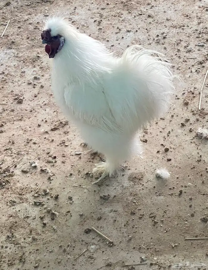 دجاج قطني ( سلكي ) بيور اصلي 0