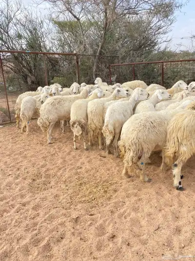 غنم حريات طيبه 0