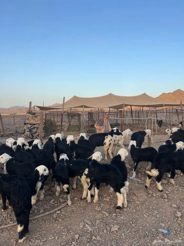 طليان نجد ضحايا 20