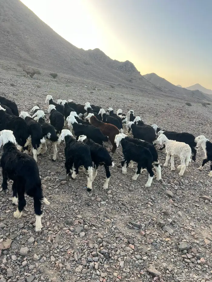 طليان نجد ضحايا 50