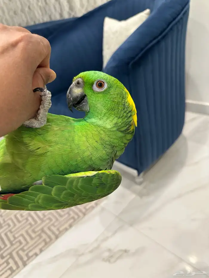 يلوناب امزوني اليف متكلم 0