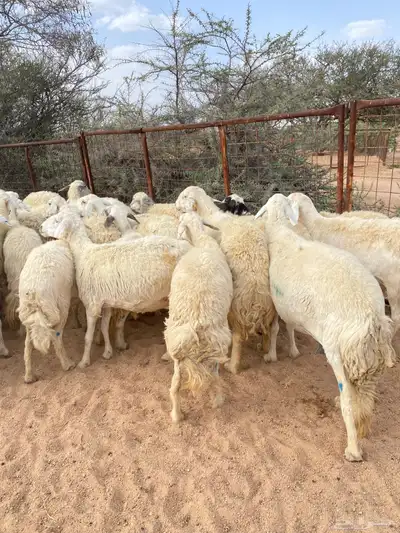 غنم حريات طيبه 2