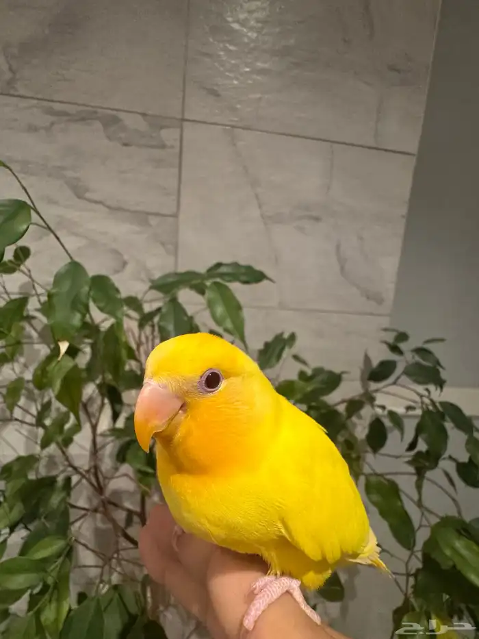 فرخ روز لاتينو اورنج اوبلاين هدهد اليف تم البيع 0