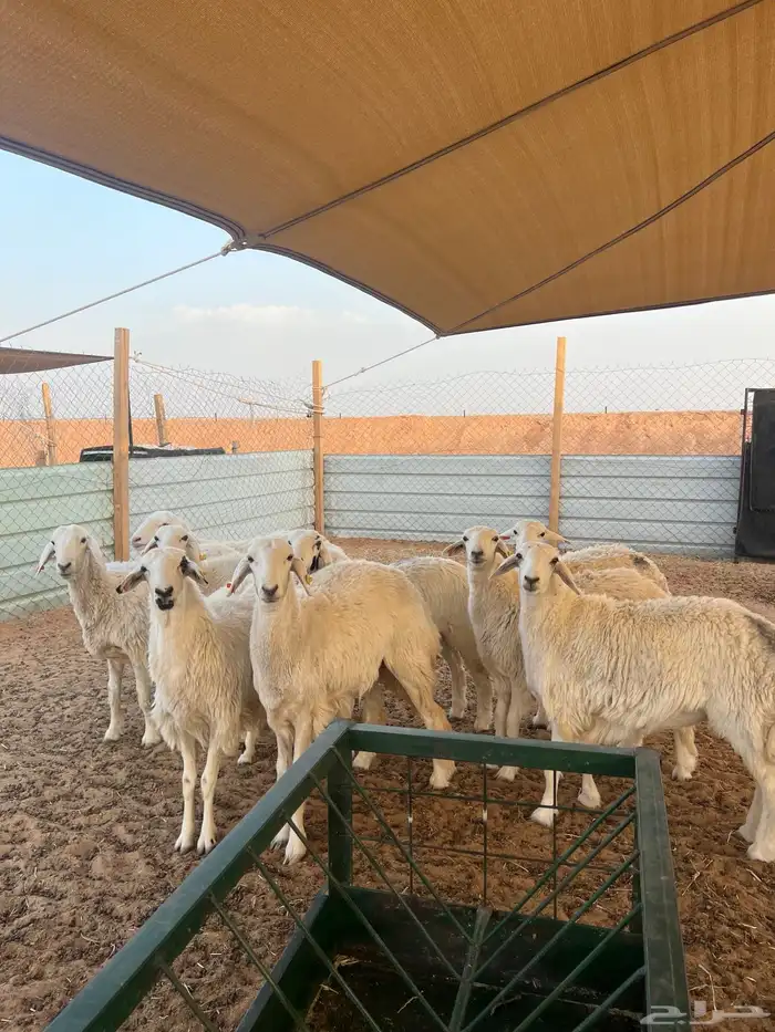 رخال جذعات 2