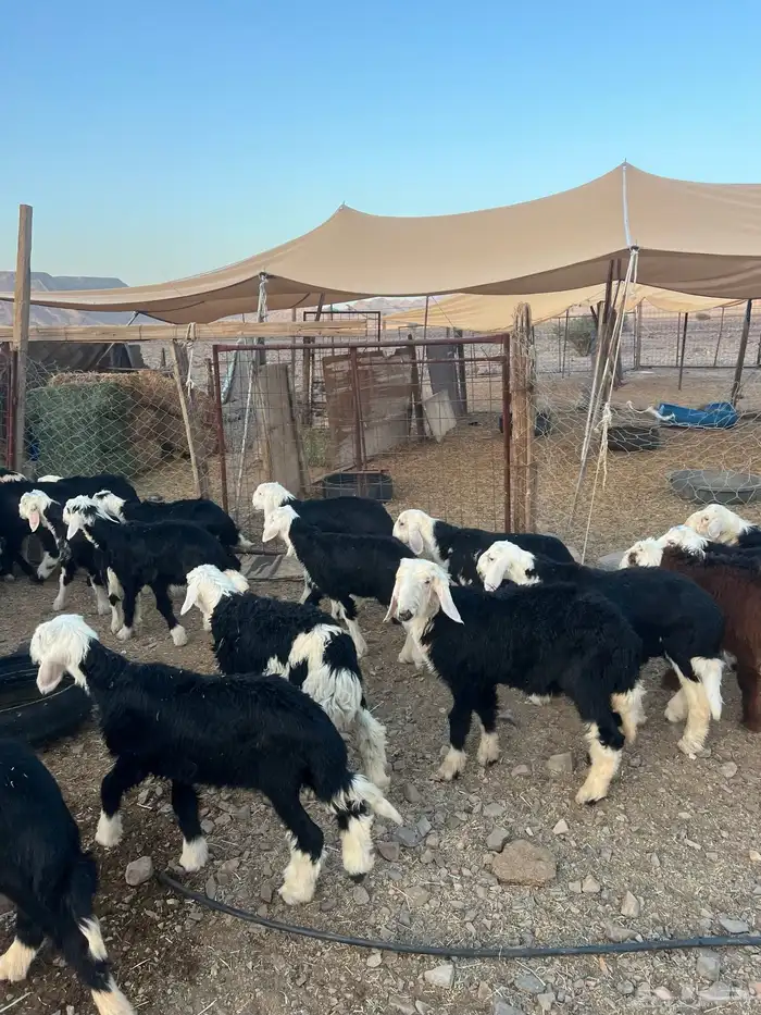طليان نجد ضحايا 18