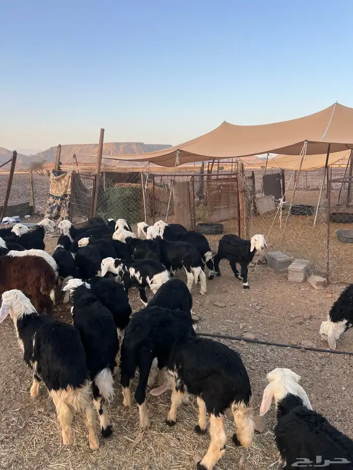 طليان نجد ضحايا 47