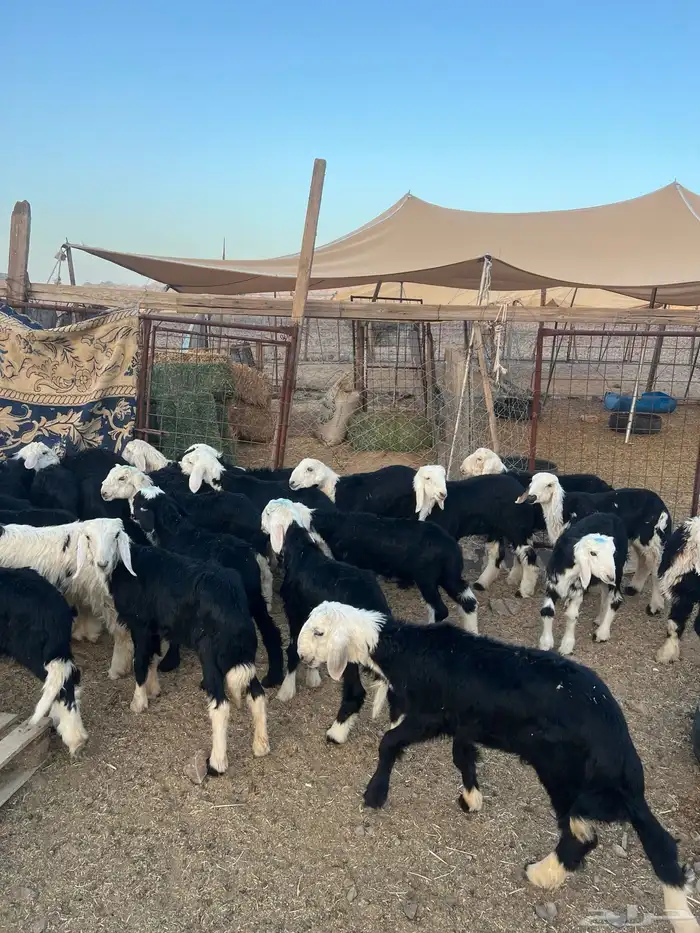 طليان نجد ضحايا 12