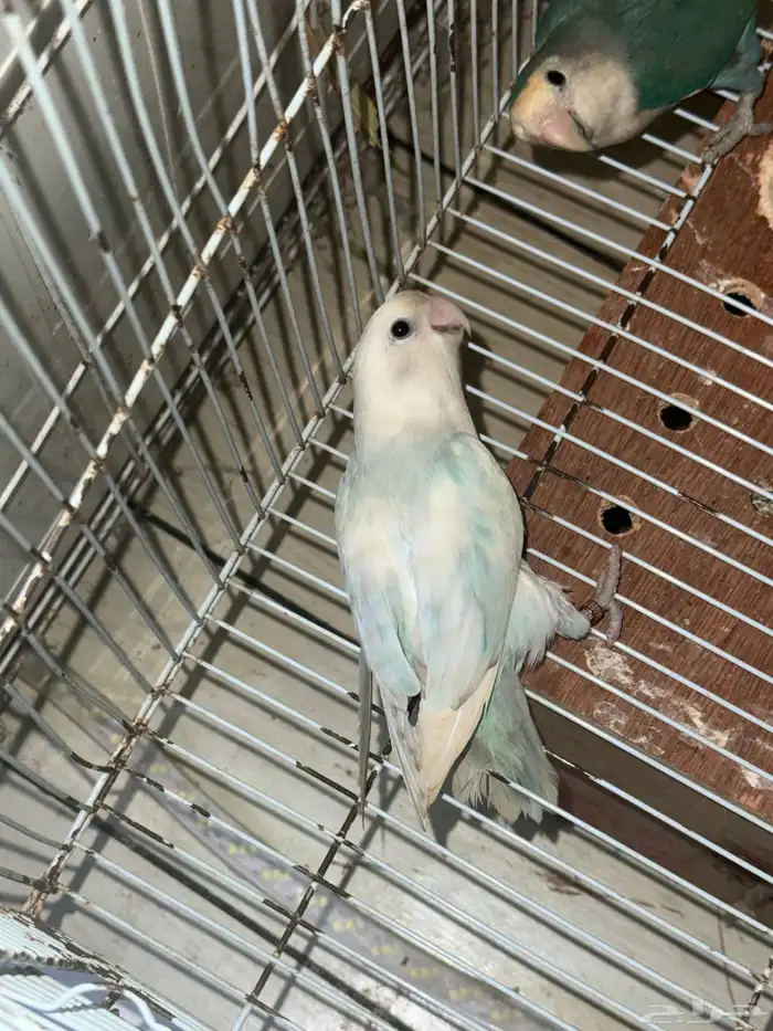 ذكور. روز منتجه شرط 0