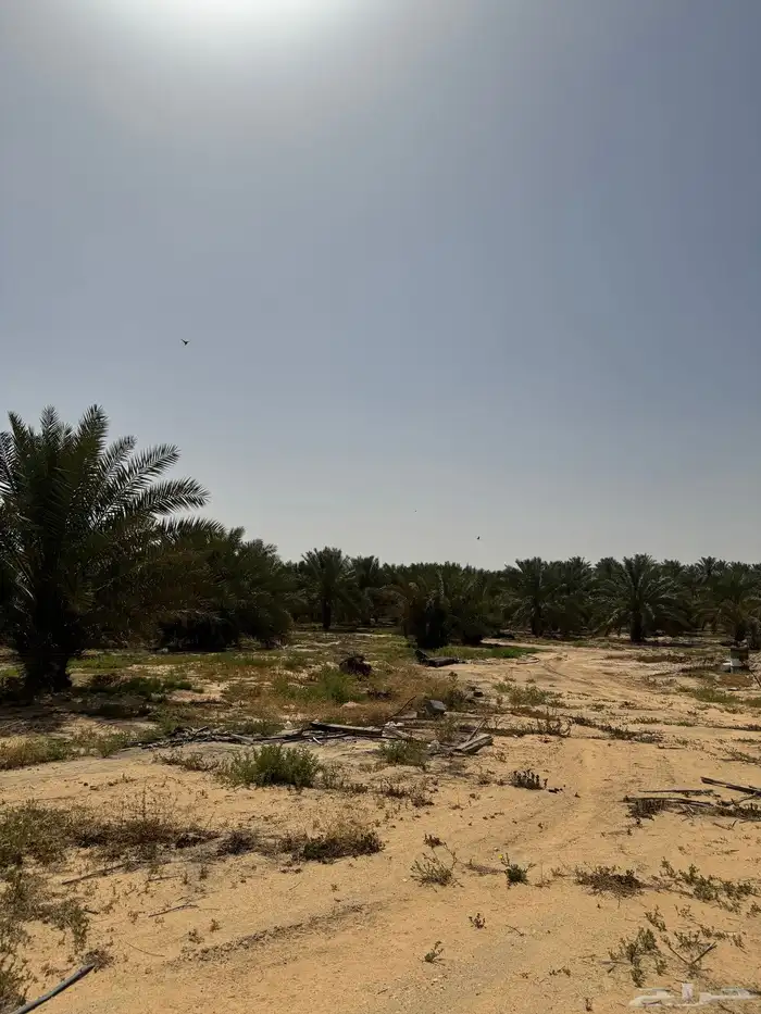 مزرعه شمال الفويلق للبيع 2