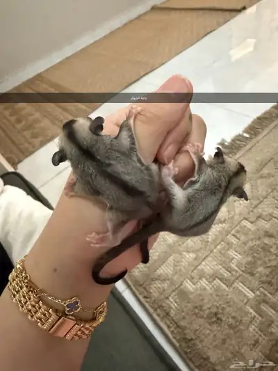 جوز ذكر وأنثى 2
