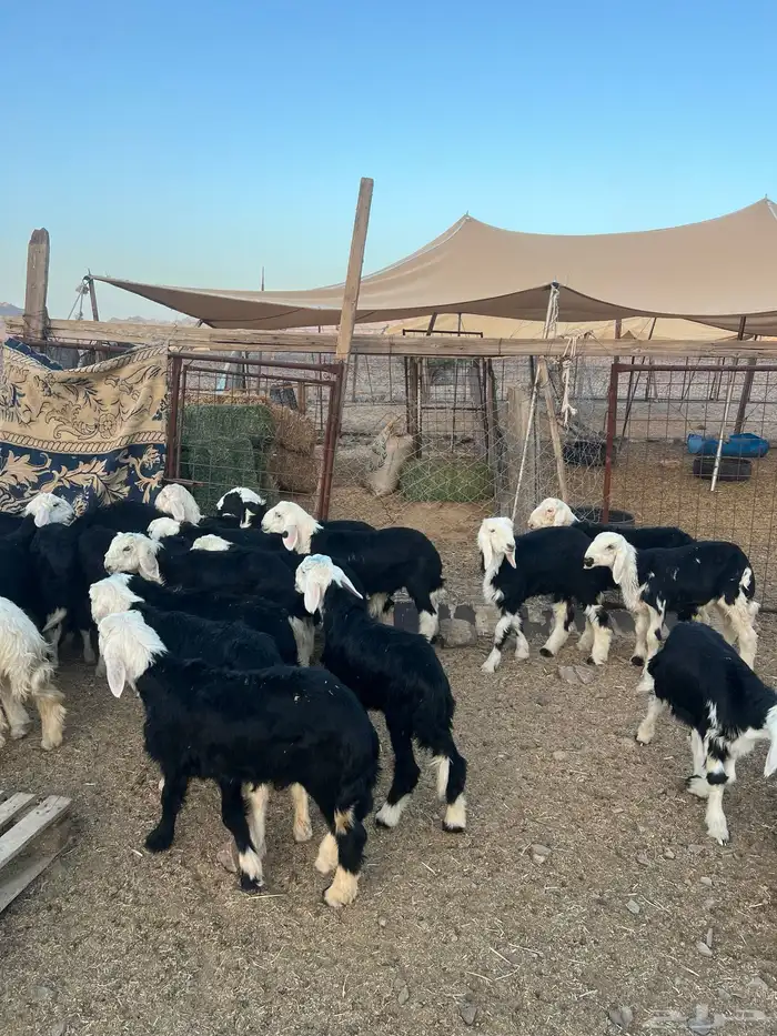 طليان نجد ضحايا 15