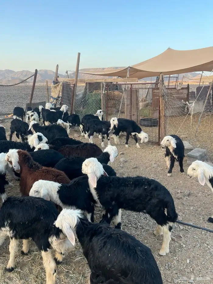 طليان نجد ضحايا 39