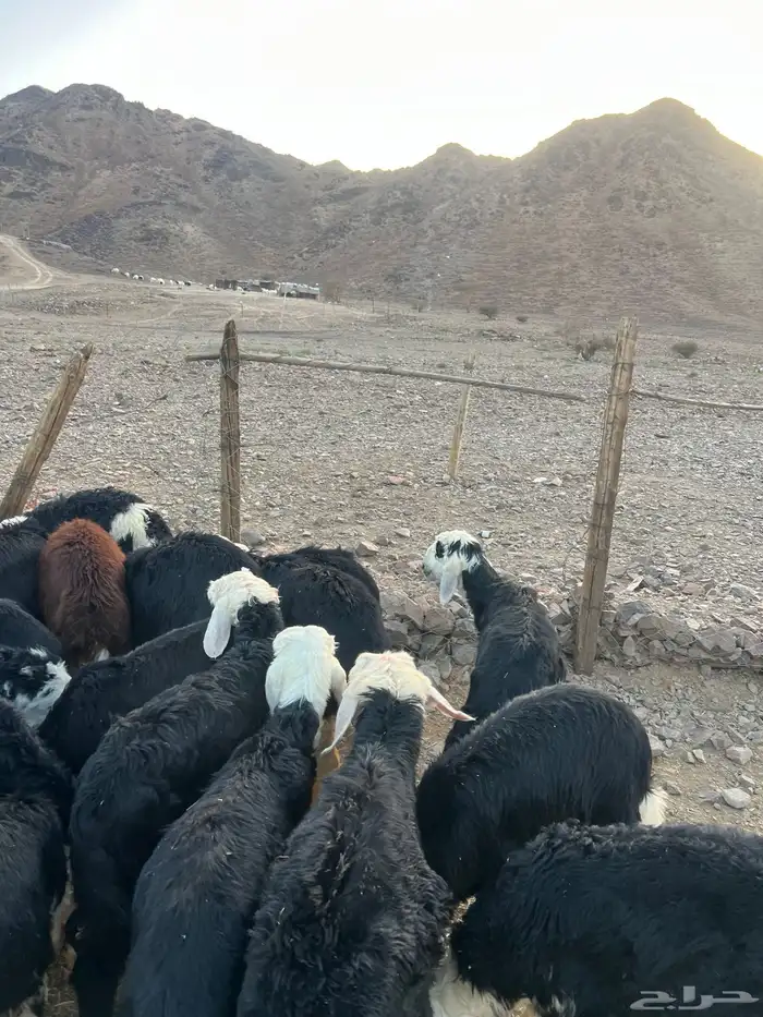 طليان نجد ضحايا 23