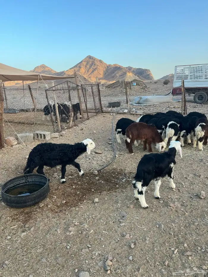 طليان نجد ضحايا 29