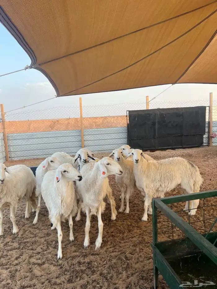 رخال جذعات 3