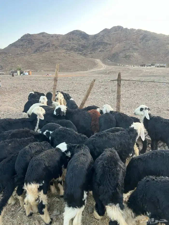 طليان نجد ضحايا 22