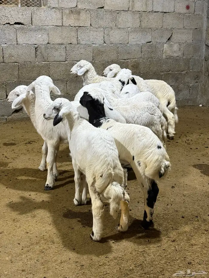 بهم حري تربيه 2