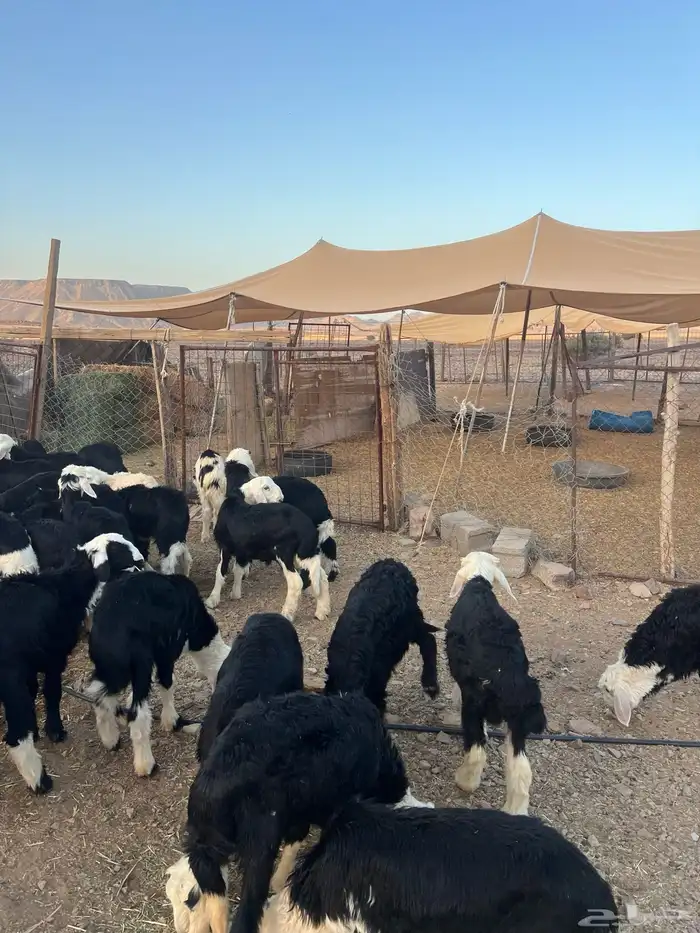 طليان نجد ضحايا 46