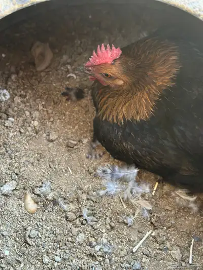 دجاج مشكل رقاد وبياض 3