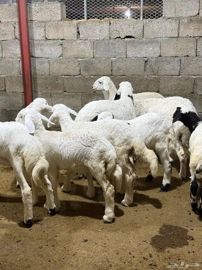 بهم حري تربيه 14