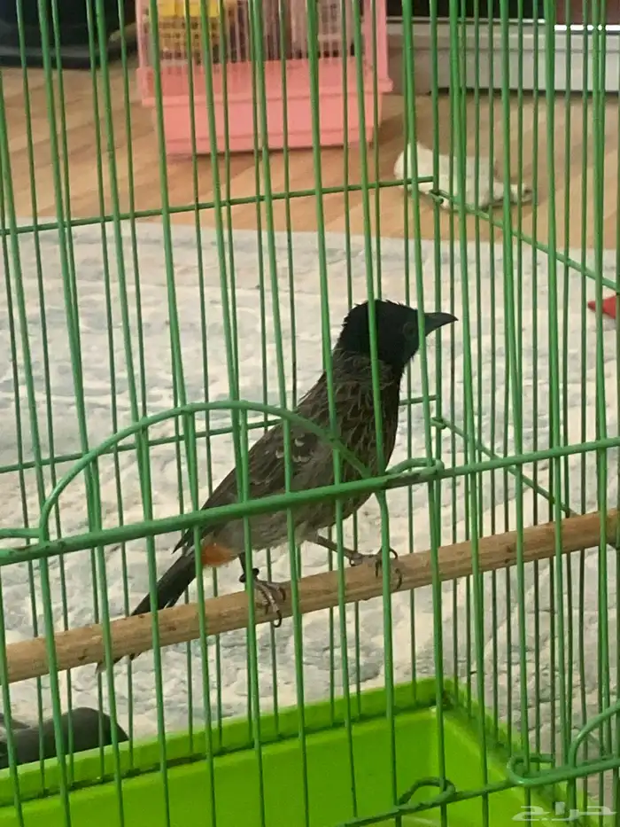 بلبل كشميري وكناري وعصفور حب 2