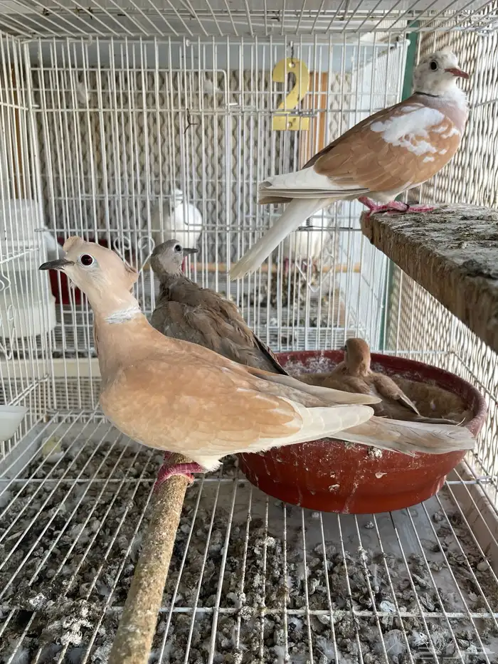 جوزياكريم معاعياله 0