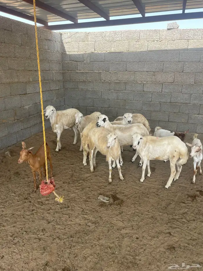 خرفان 0