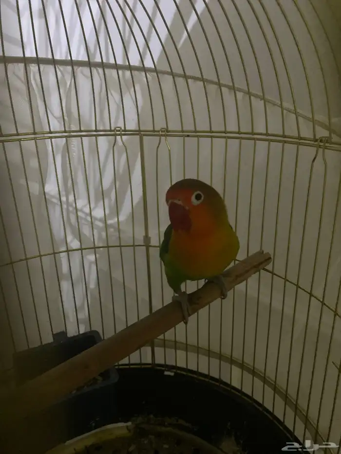 بغبغاء فيشر عمره مادري والله أنثى سبب البيع محتاج لسعره 1