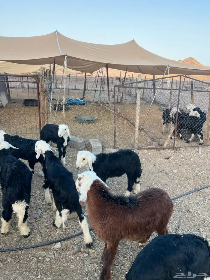 طليان نجد ضحايا 35