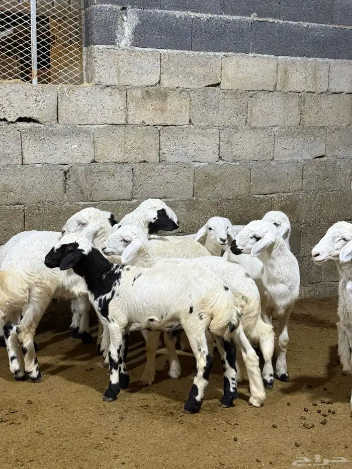 بهم حري تربيه 4