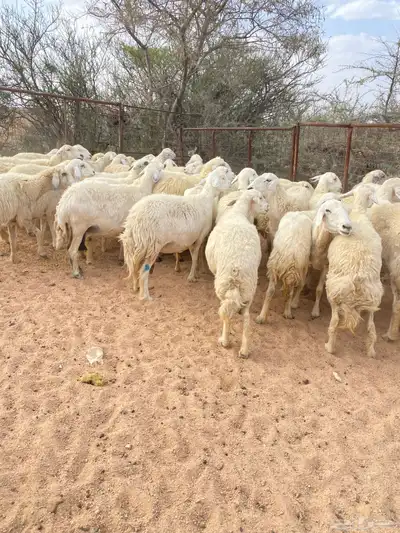 غنم حريات طيبه 3