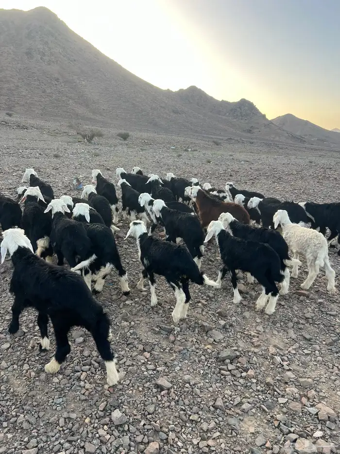 طليان نجد ضحايا 51