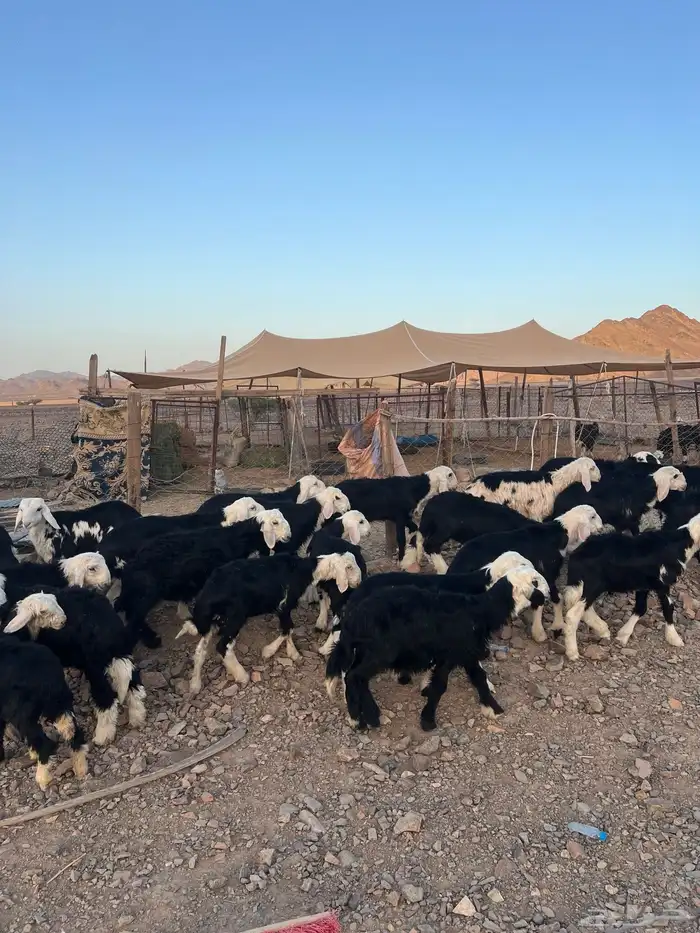 طليان نجد ضحايا 3