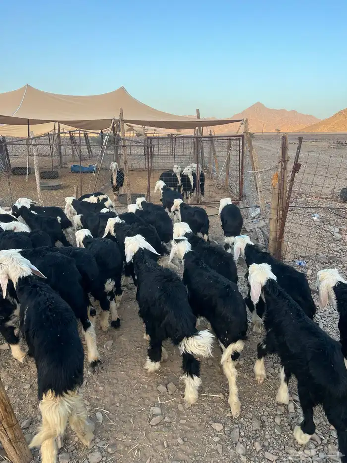 طليان نجد ضحايا 45