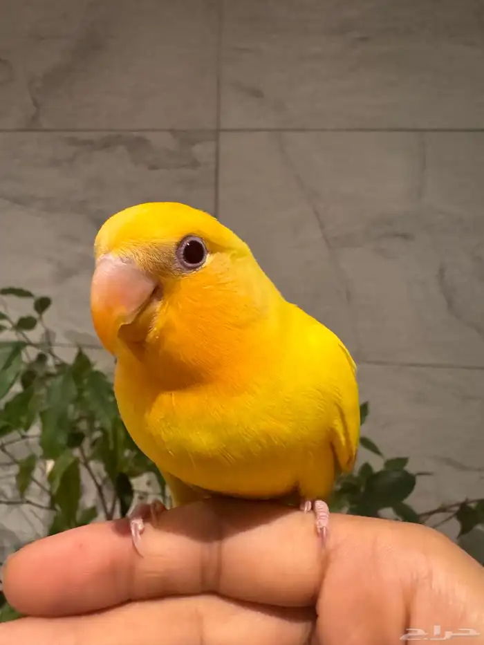 فرخ روز لاتينو اورنج اوبلاين هدهد اليف تم البيع 1