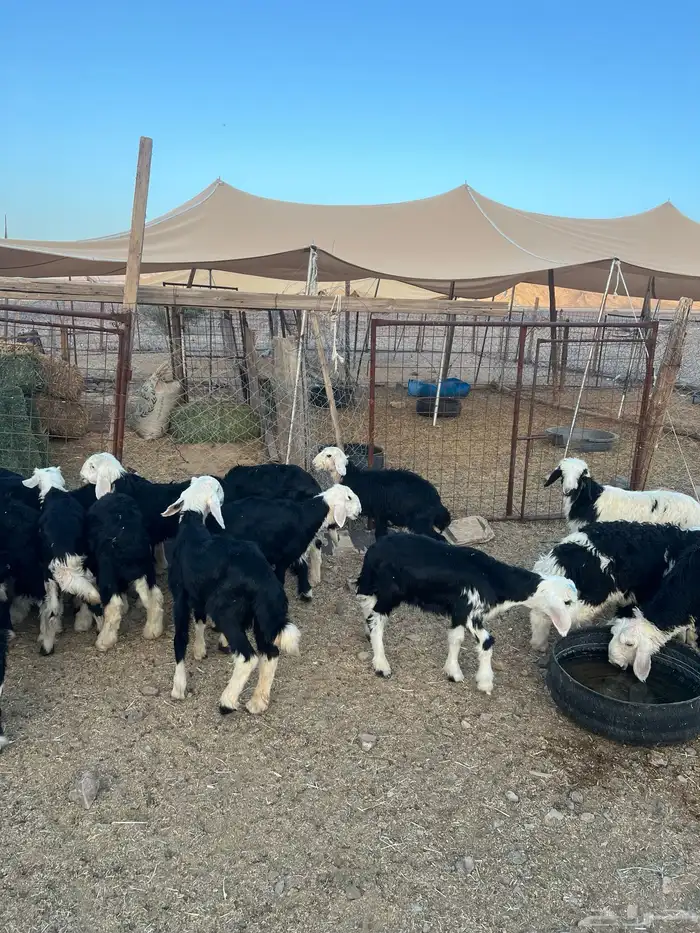 طليان نجد ضحايا 33