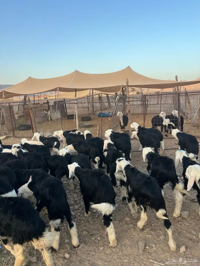 طليان نجد ضحايا 44