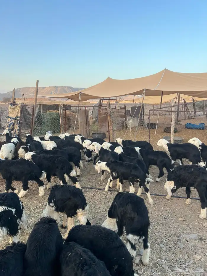 طليان نجد ضحايا 42