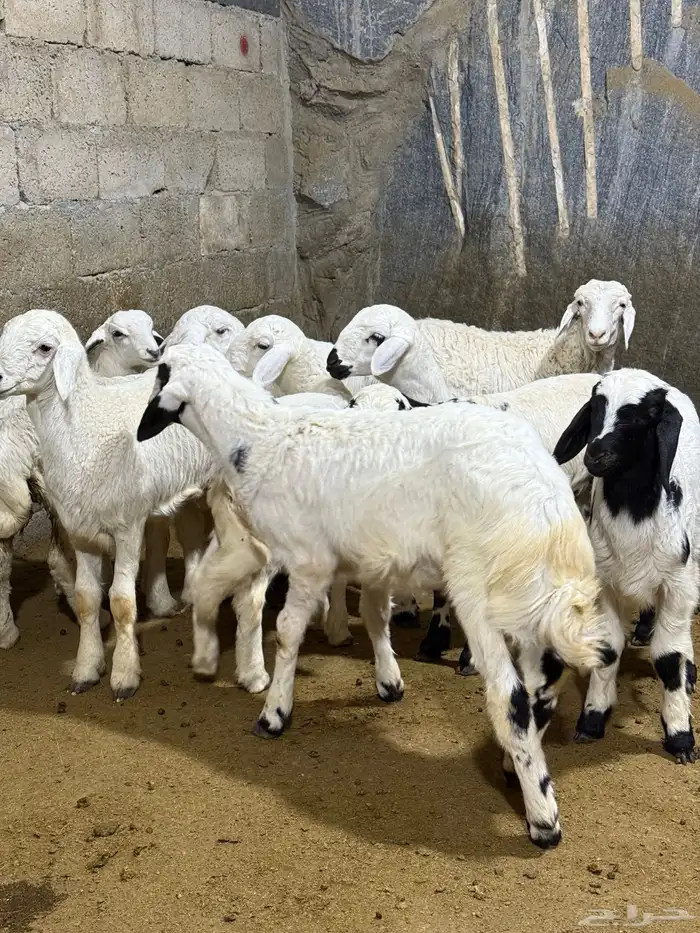بهم حري تربيه 12